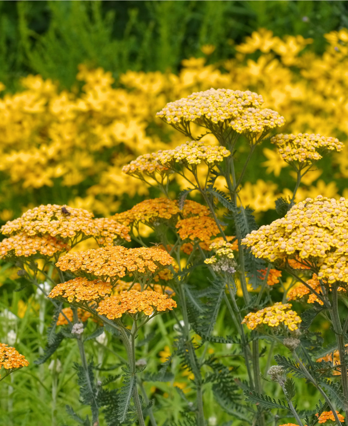 Coada șoricelului - Achillea millefolium ‘Milly Rock Yellow Terracotta’