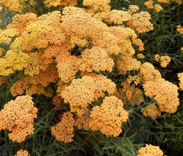 Coada șoricelului - Achillea millefolium ‘Milly Rock Yellow Terracotta’