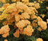 Coada șoricelului - Achillea millefolium ‘Milly Rock Yellow Terracotta’