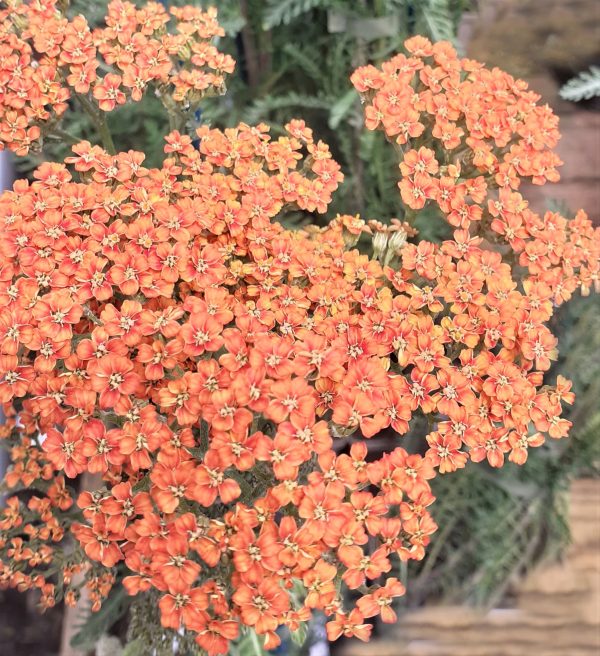 Coada șoricelului - Achillea millefolium ‘Milly Rock Yellow Terracotta’