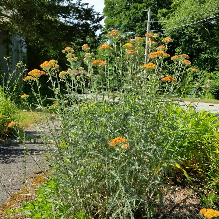 Coada șoricelului - Achillea millefolium 'Terracotta'
