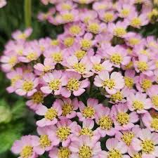 Coada șoricelului - Achillea millefolium ‘Milly Rock Pink’