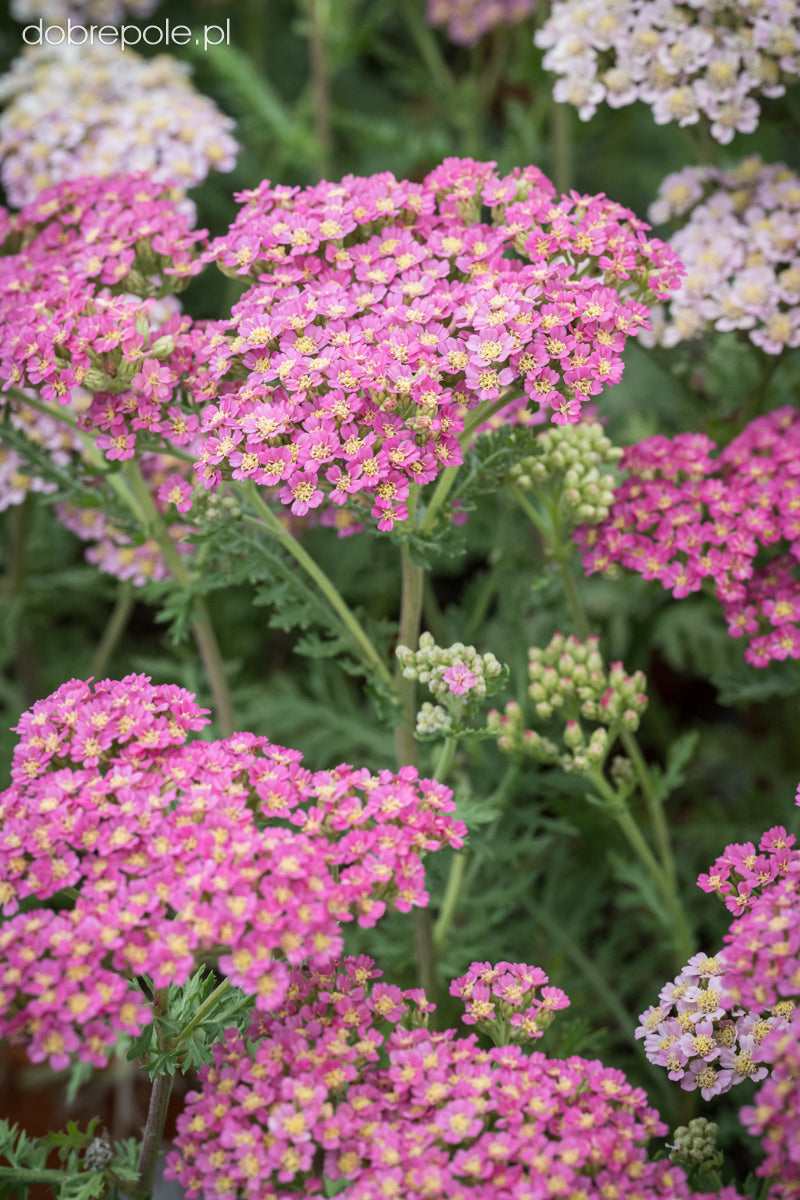 Coada șoricelului - Achillea millefolium ‘Milly Rock Pink’