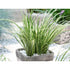 Obligeana - Acorus gramineus 'Argenteostriatus'