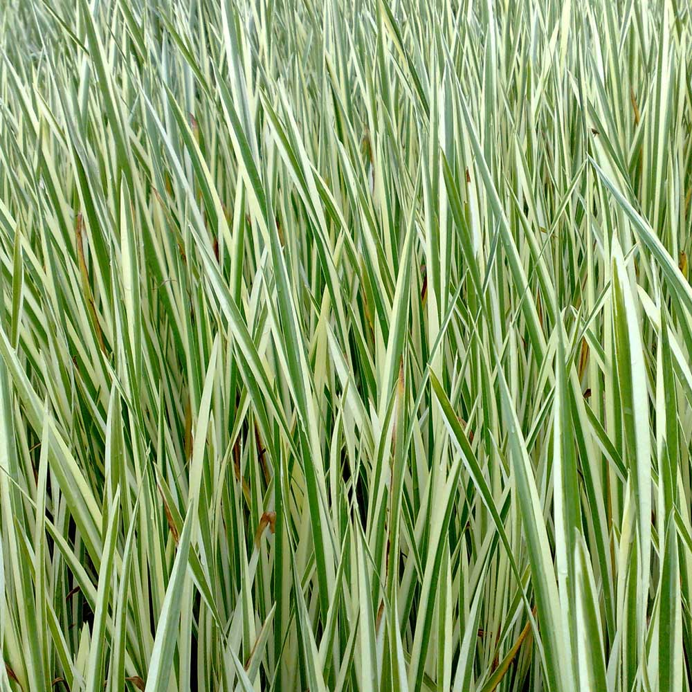 Obligeana - Acorus calamus 'Variegatus'