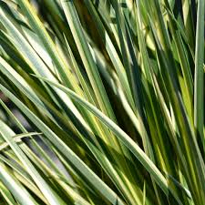Obligeana - Acorus gramineus 'Argenteostriatus'