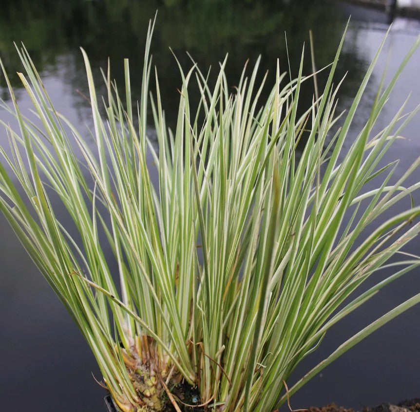 Obligeana - Acorus gramineus 'Argenteostriatus'