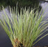 Obligeana - Acorus gramineus 'Argenteostriatus'