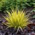 Obligeana aurie - Acorus gramineus 'Golden Delight'