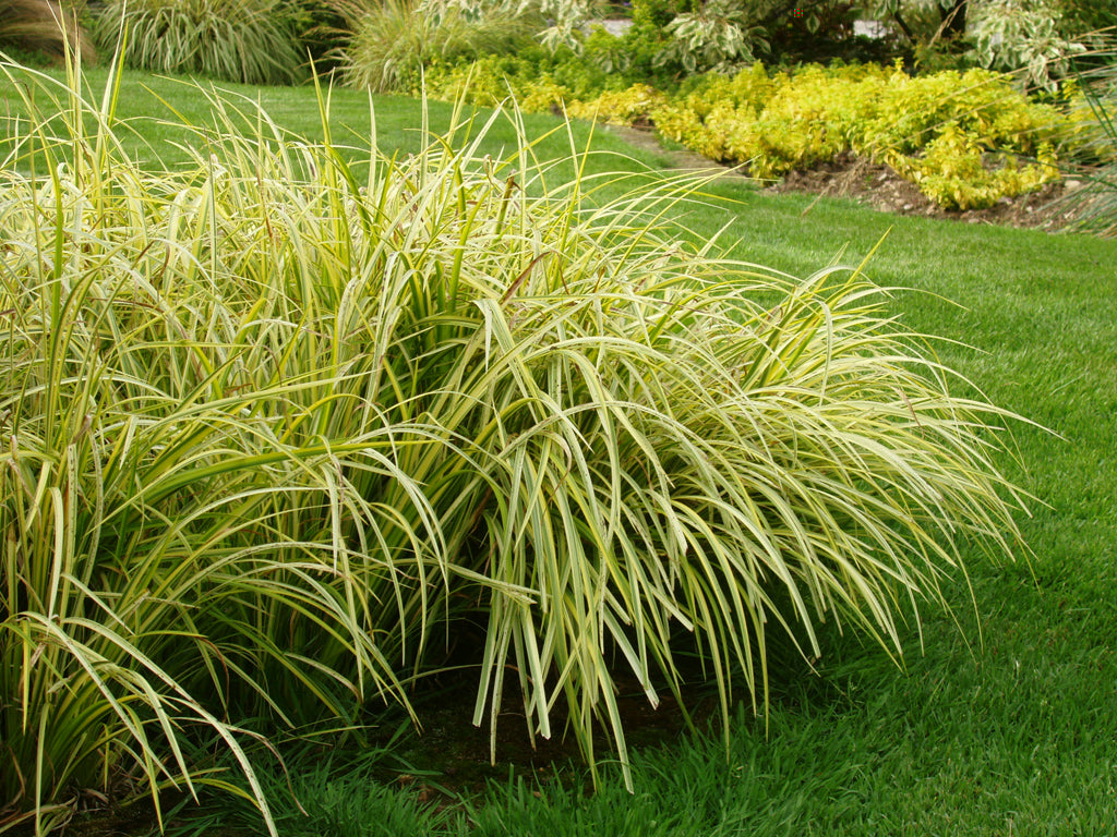 Obligeana - Acorus gramineus 'Ogon'