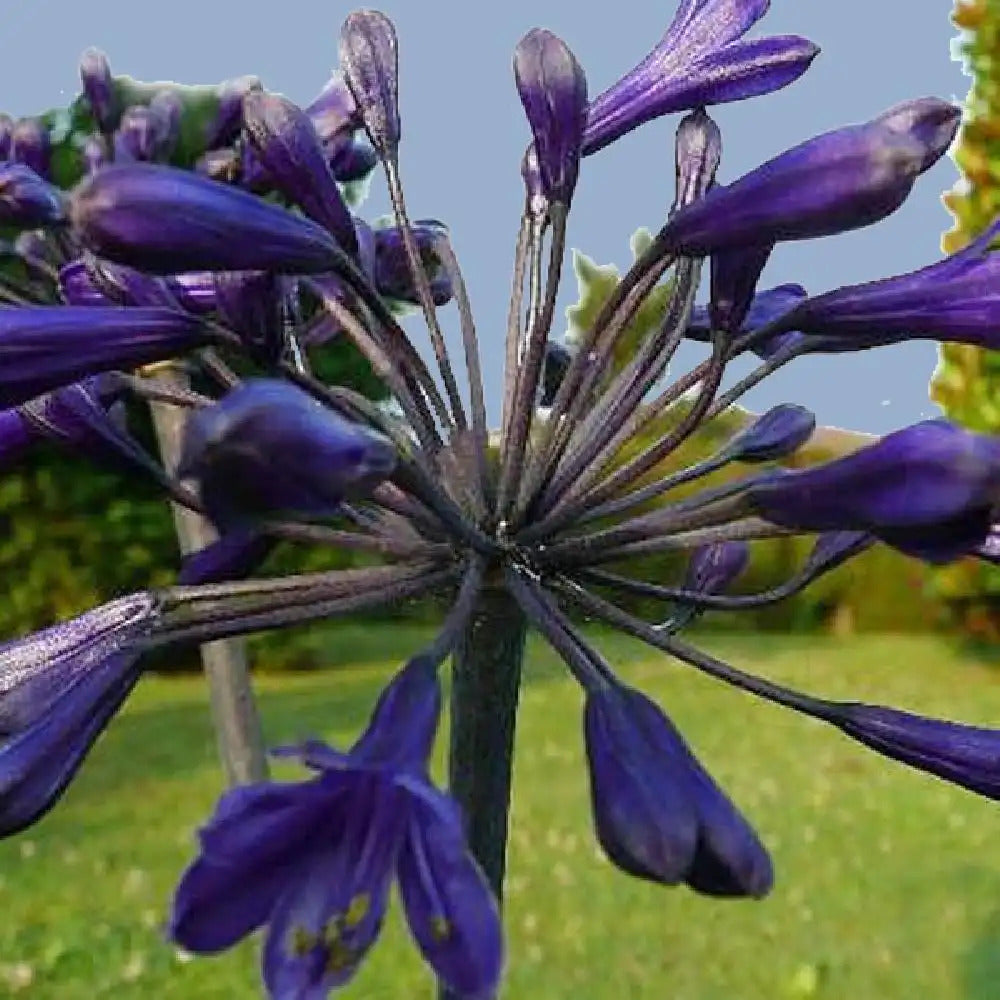 Crinul african pitic - Agapanthus africanus ‘Lilliput’