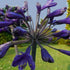 Crinul african pitic - Agapanthus africanus ‘Lilliput’