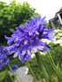 Crinul african pitic - Agapanthus africanus ‘Lilliput’