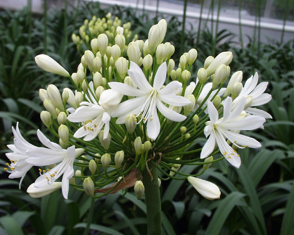 Crin african alb - Agapanthus africanus ‘Albus’