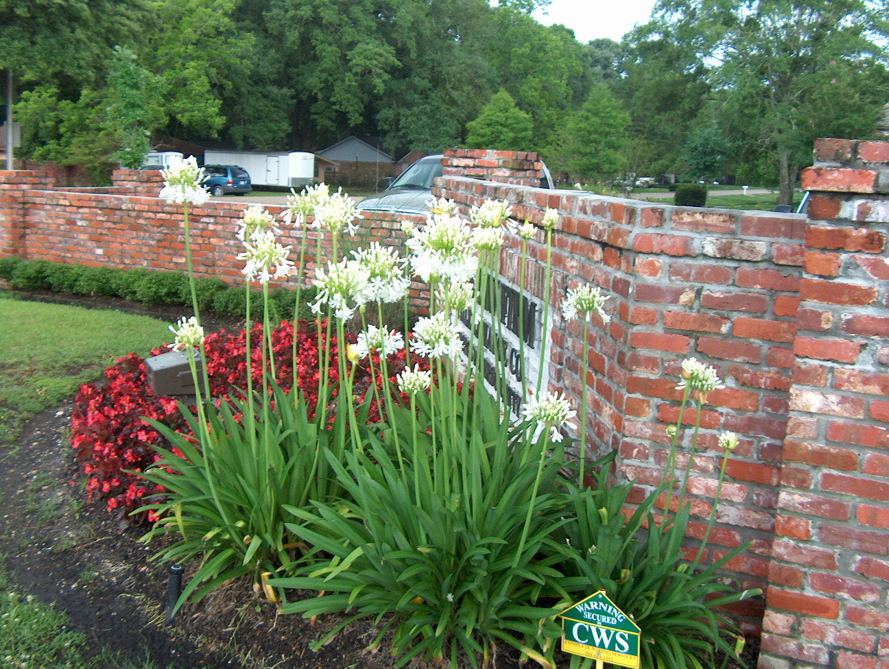 Crin african alb - Agapanthus africanus ‘Albus’