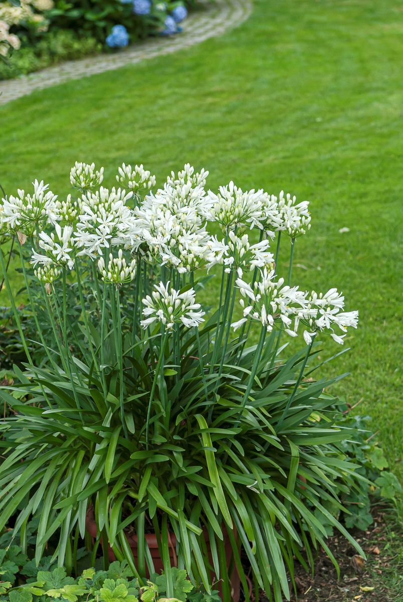 Crin african alb - Agapanthus africanus ‘Albus’