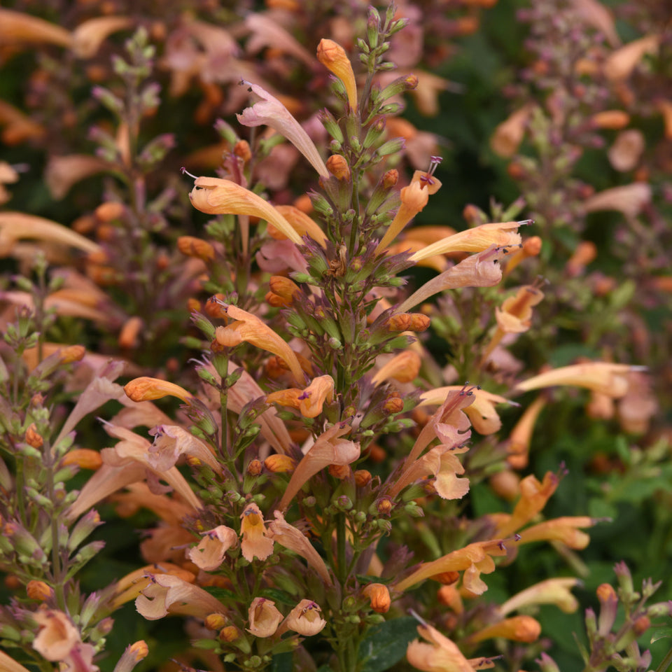 Isop ornamental - Agastache mexicana ‘Summerlong Peach’
