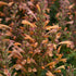 Isop ornamental - Agastache mexicana ‘Summerlong Peach’
