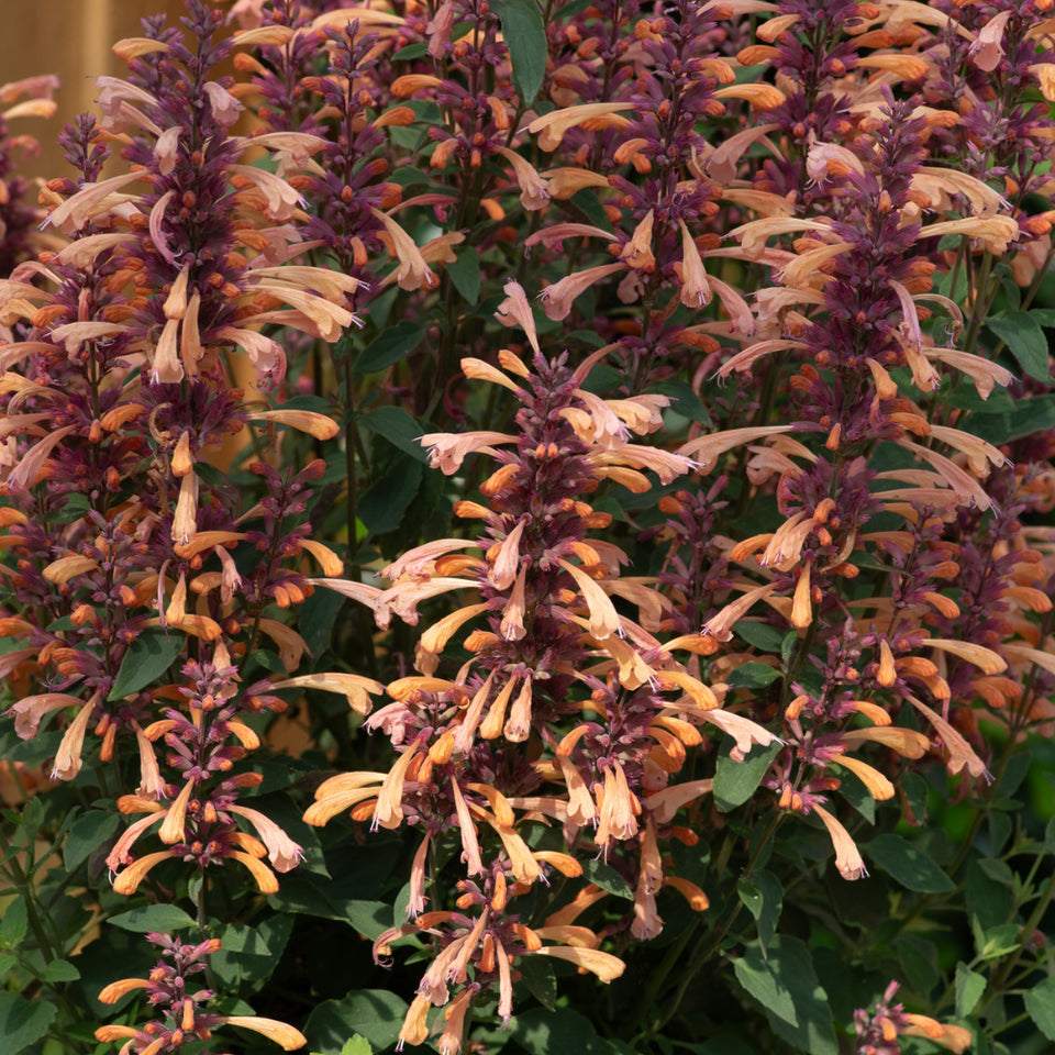 Isop ornamental - Agastache mexicana ‘Summerlong Peach’