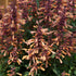 Isop ornamental - Agastache mexicana ‘Summerlong Peach’