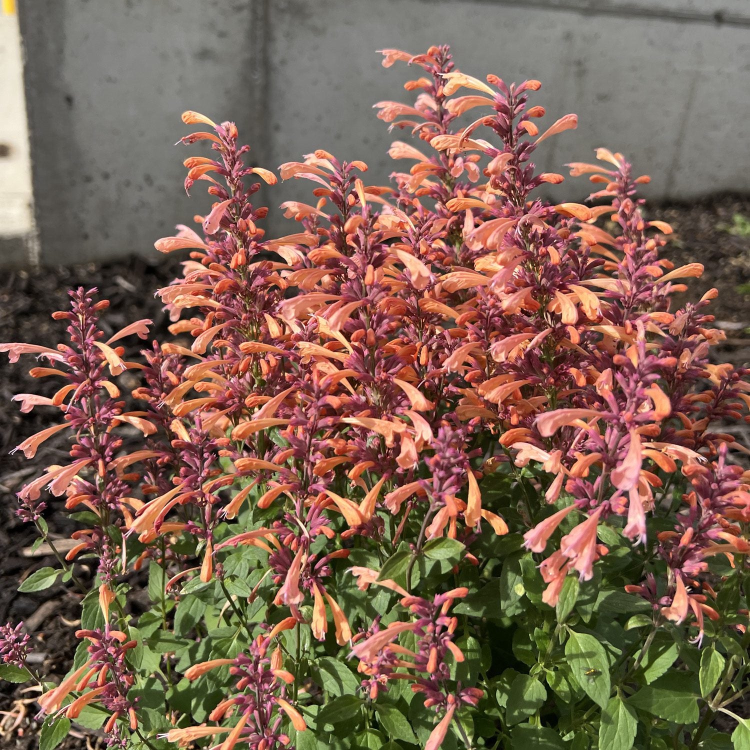 Isop ornamental - Agastache mexicana ‘Summerlong Peach’