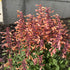 Isop ornamental - Agastache mexicana ‘Summerlong Peach’