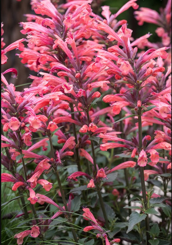Isop ornamental - Agastache mexicana Summerlong™ ‘Corall’