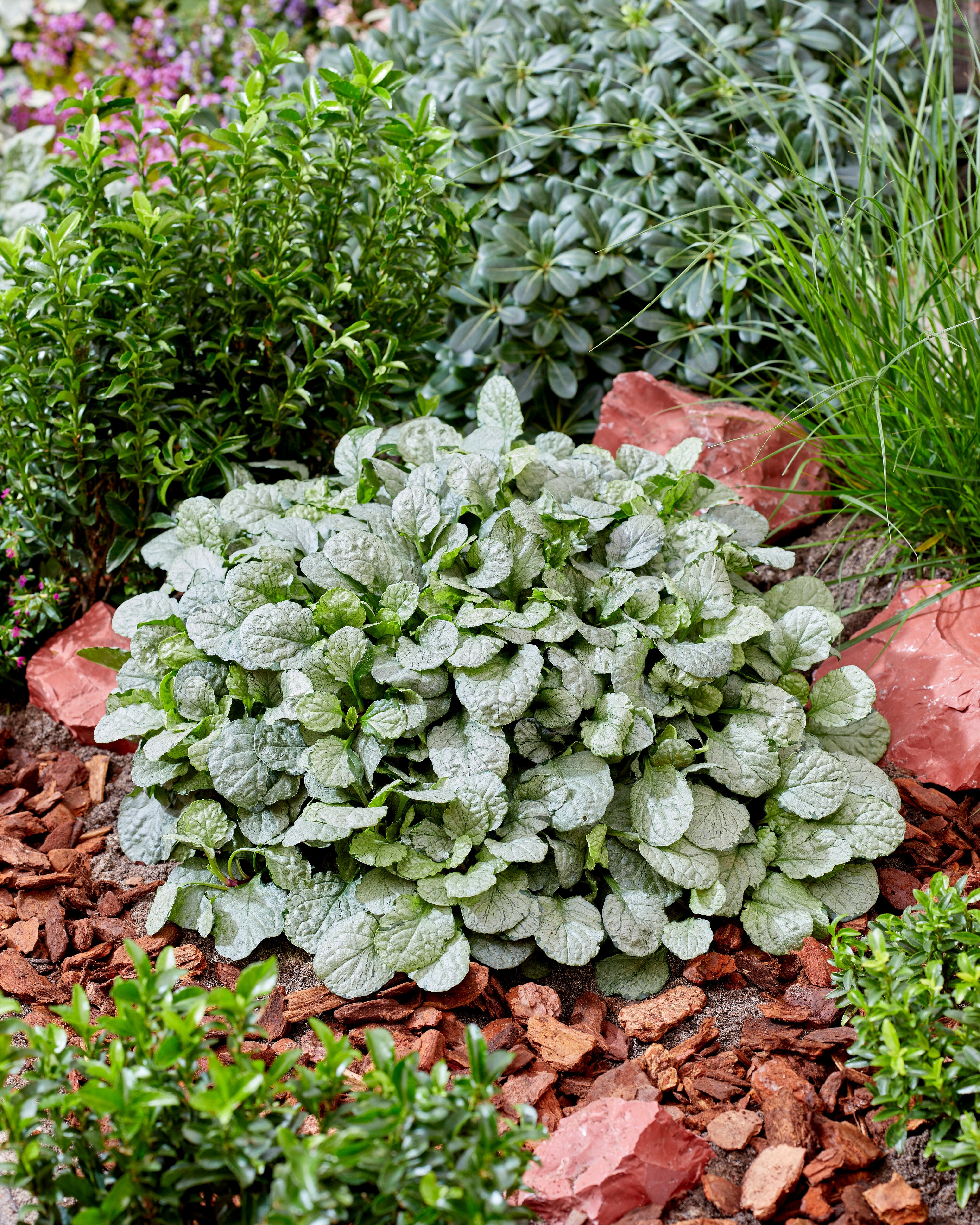 Vinețica argintie - Ajuga reptans ‘Princess Elsa’