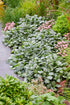 Vinețica argintie - Ajuga reptans ‘Princess Elsa’