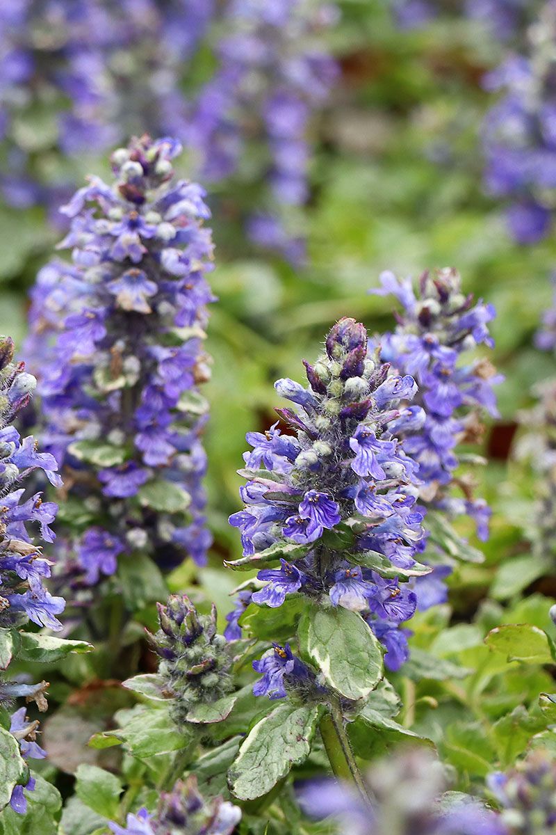 Vinețica argintie - Ajuga reptans ‘Princess Elsa’