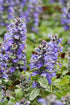 Vinețica argintie - Ajuga reptans ‘Princess Elsa’