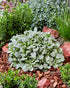 Vinețica argintie - Ajuga reptans ‘Princess Elsa’