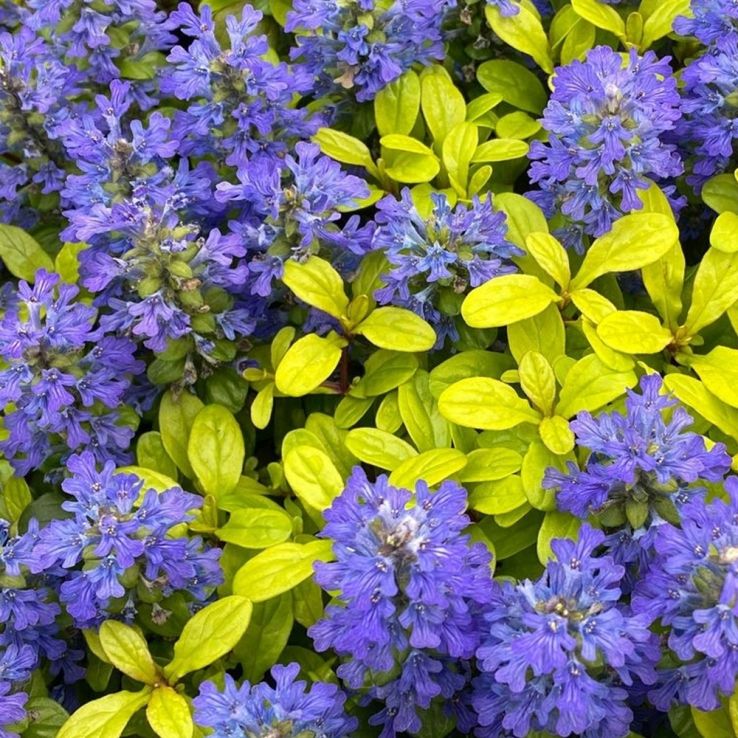 Vinețica aurie-  Ajuga reptans Feathered Friends™ Cordial Canary