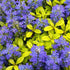 Vinețica aurie-  Ajuga reptans Feathered Friends™ Cordial Canary