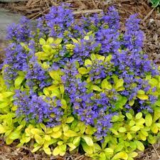 Vinețica aurie-  Ajuga reptans Feathered Friends™ Cordial Canary