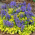 Vinețica aurie-  Ajuga reptans Feathered Friends™ Cordial Canary