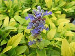 Vinețica aurie-  Ajuga reptans Feathered Friends™ Cordial Canary