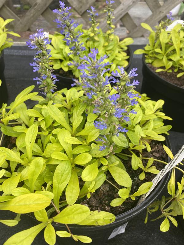 Vinețica aurie-  Ajuga reptans Feathered Friends™ Cordial Canary