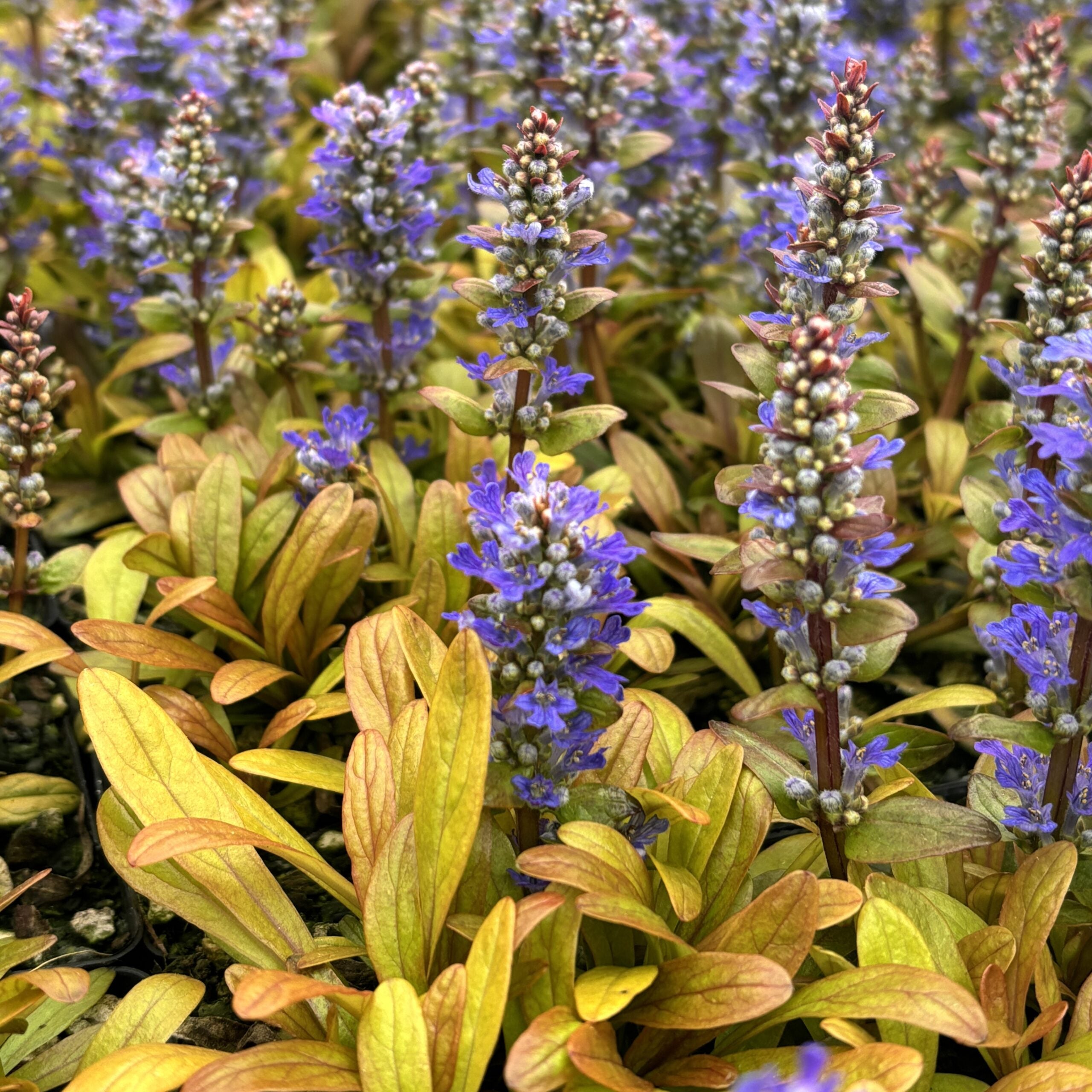 Vinețica ruginie-  Ajuga reptans Feathered Friends™ Fancy Finch