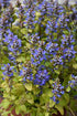 Vinețica ruginie-  Ajuga reptans Feathered Friends™ Fancy Finch