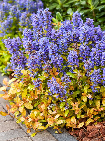 Vinețica ruginie-  Ajuga reptans Feathered Friends™ Fancy Finch