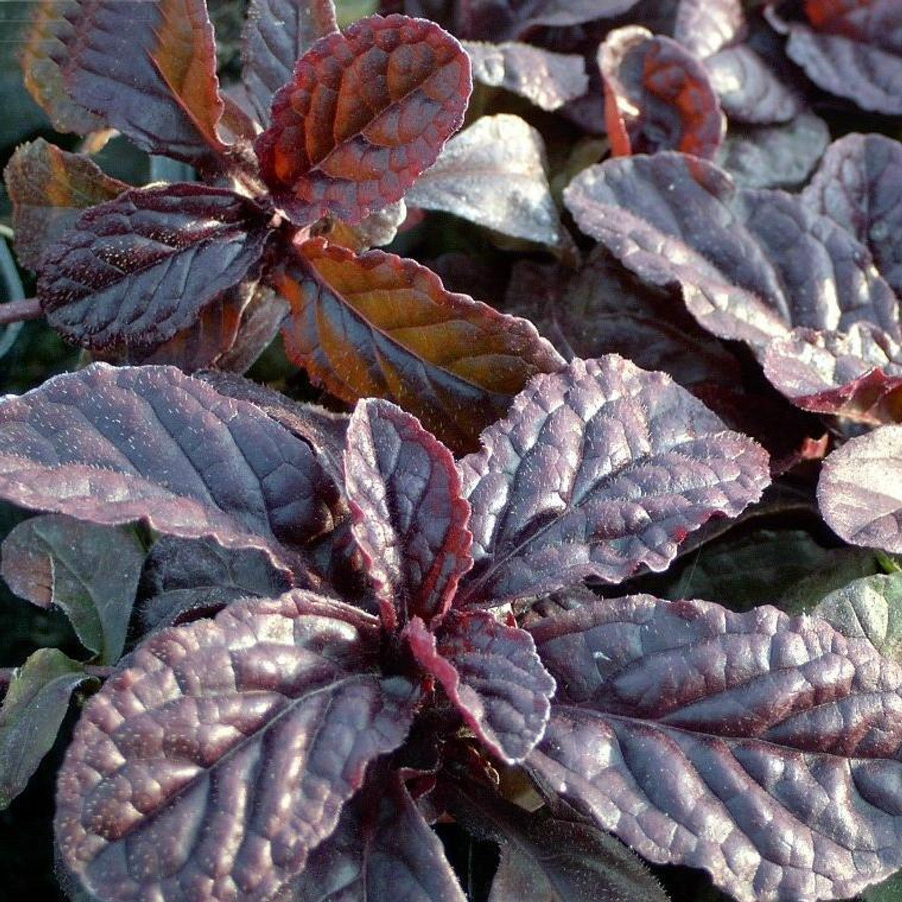 Vinețică - Ajuga reptans 'Atropurpurea