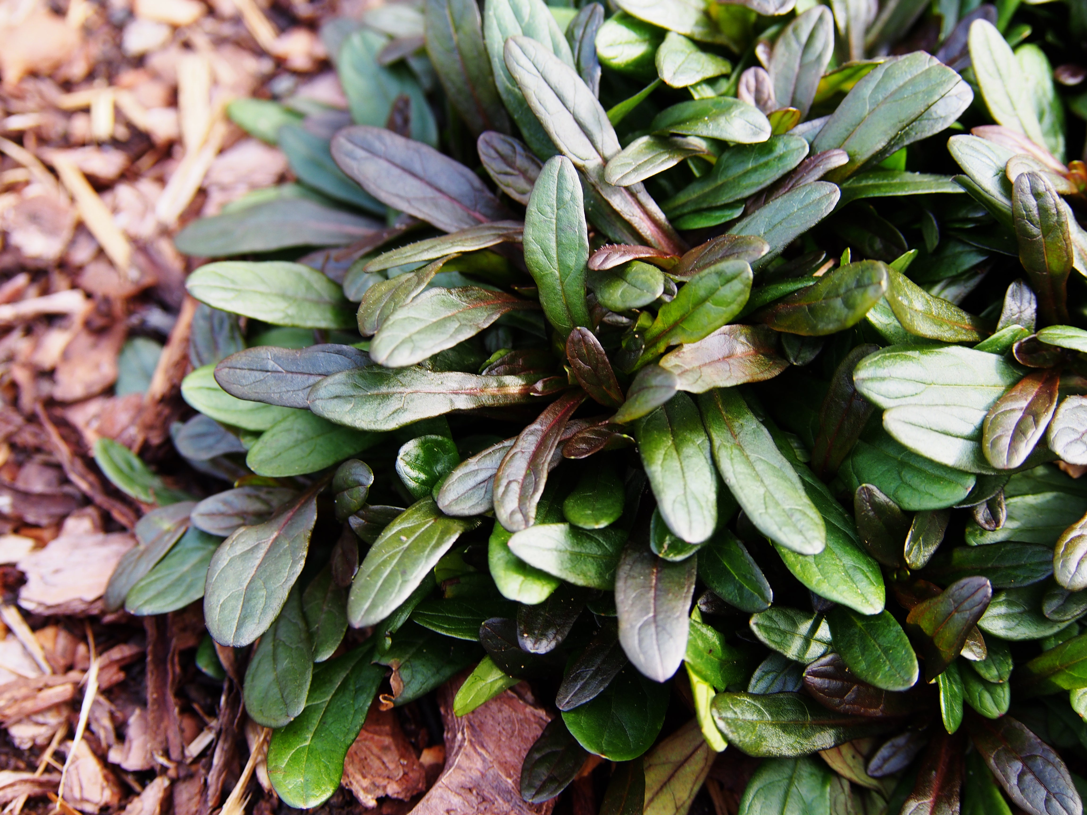 Vinețică ciocolată - Ajuga reptans ‘Chocolate Chips’
