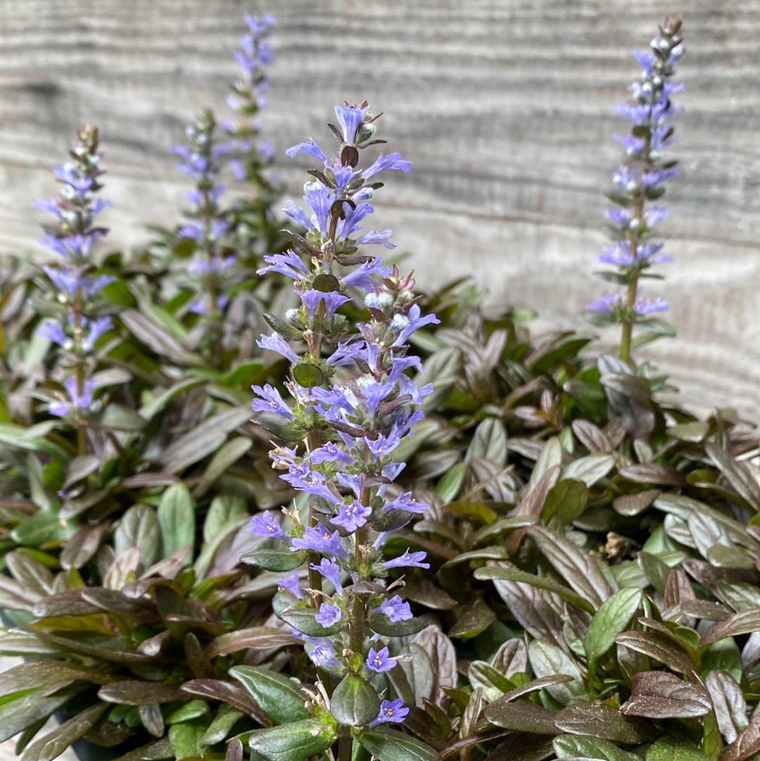 Vinețică ciocolată - Ajuga reptans ‘Chocolate Chips’