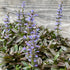 Vinețică ciocolată - Ajuga reptans ‘Chocolate Chips’