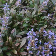 Vinețică ciocolată - Ajuga reptans ‘Chocolate Chips’