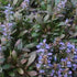 Vinețică ciocolată - Ajuga reptans ‘Chocolate Chips’