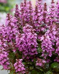 Vinețica - Ajuga reptans ‘Midnight Mystery’