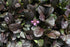 Vinețica - Ajuga reptans ‘Midnight Mystery’