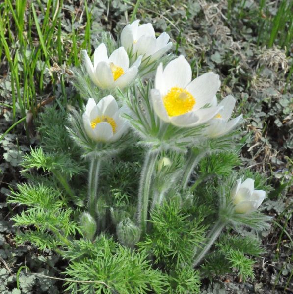 Floarea Paștelui Pulsar White - Pulsatilla Vulgaris Pulsar White